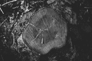 Teutoburger Wald © Maike Descher