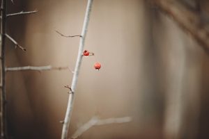 Teutoburger Wald © Maike Descher