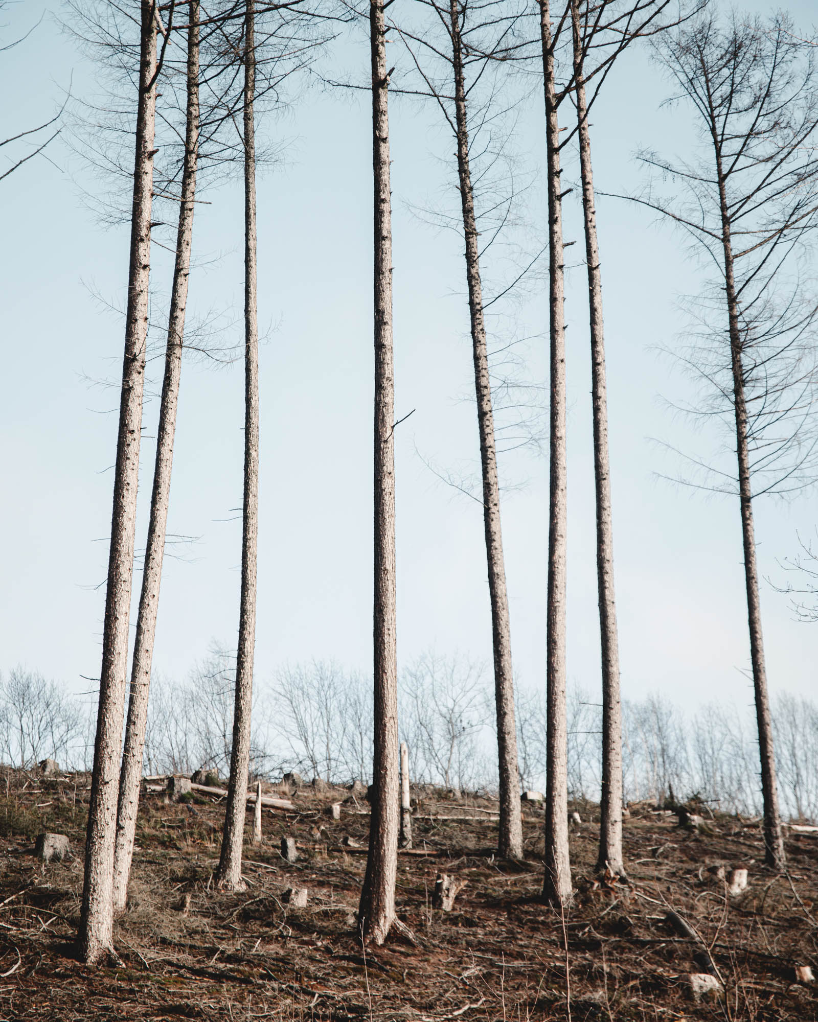 Teutoburger Wald © Maike Descher