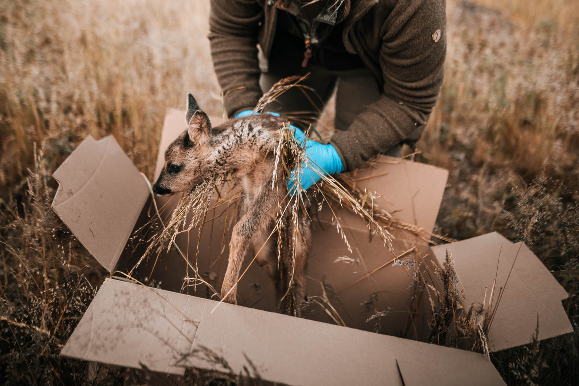 Kitzretter - „Bambi“ retten mit der Drohne © Kevin Winterhoff © Pia Jo List