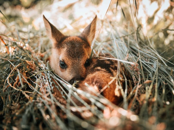 Kitzretter - „Bambi“ retten mit der Drohne © Kevin Winterhoff © Pia Jo List