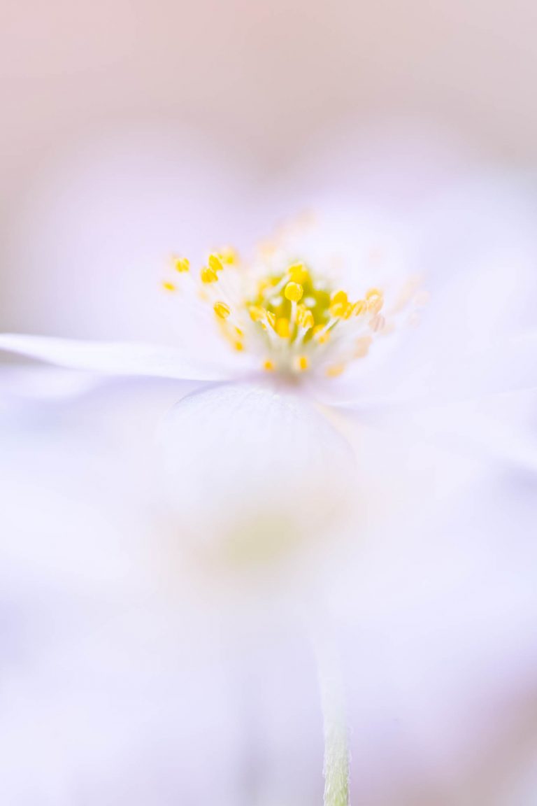 Projekt Anemonen von Ines Mondon