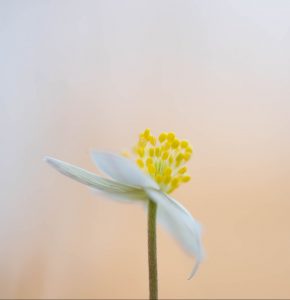 Projekt Anemonen von Ines Mondon © Ines Mondon