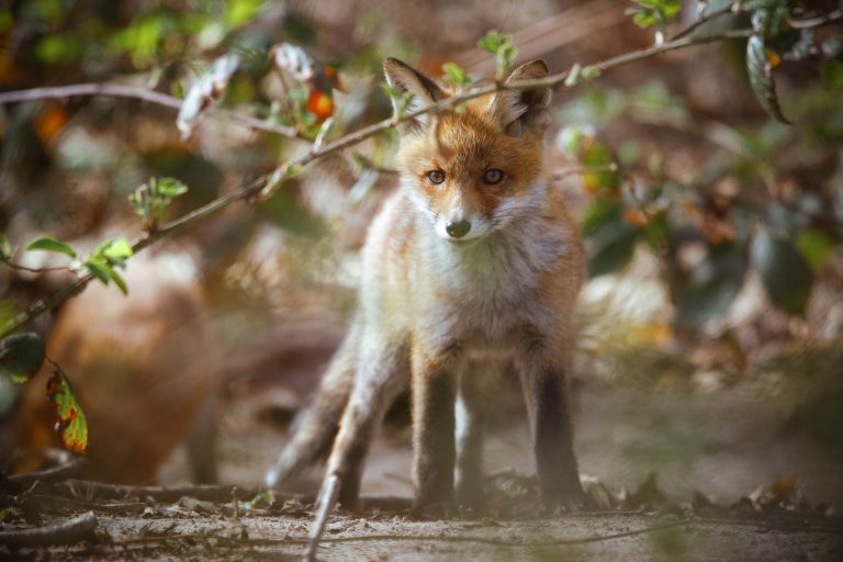Fotografie von Jungfüchsen mit Tele-Objektiven