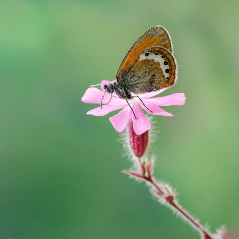 Makrofotografie mit der SIGMA fp L und dem SIGMA 105mm F2,8 DG DN MACRO | Art