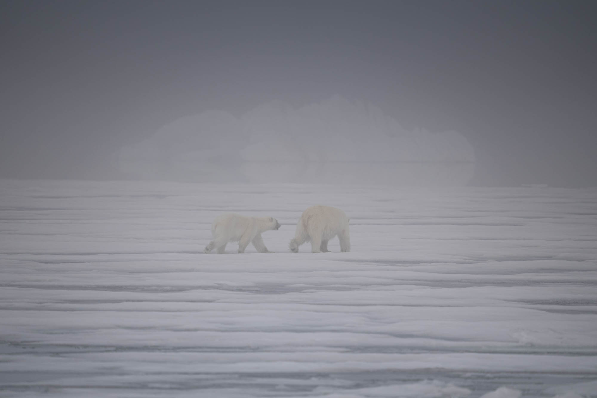 Arktisreise mit dem SIGMA 150-600mm F5-6,3 DG DN OS | Sports © Michael Ginzburg