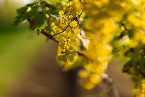 „Herbsttag“, ein Rilke Gedicht © Ines Mondon