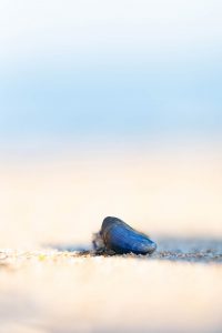 „Herbsttag“, ein Rilke Gedicht © Ines Mondon