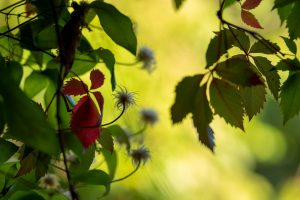 „Herbsttag“, ein Rilke Gedicht © Ines Mondon