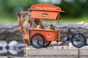 Der Teufel ist ein Eichhörnchen © Johnny Krüger