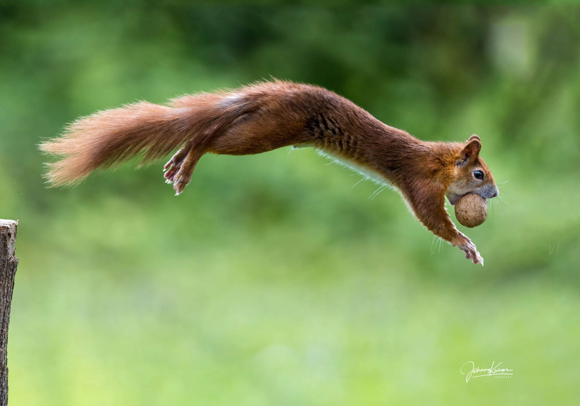 Der Teufel ist ein Eichhörnchen © Johnny Krüger