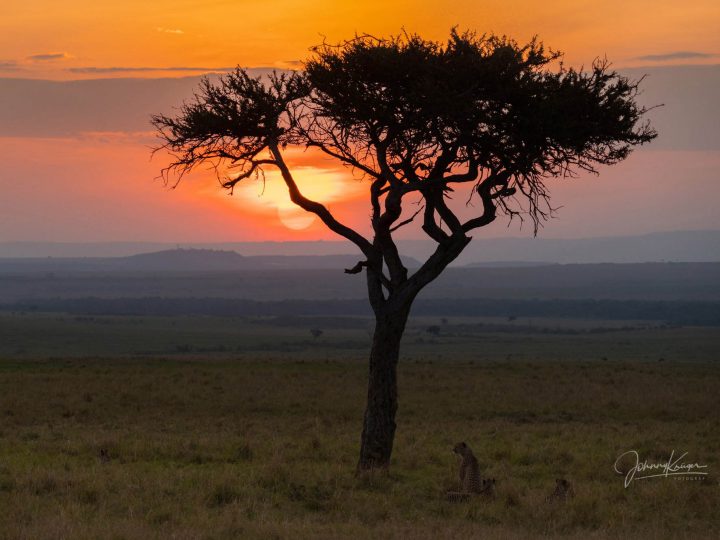 Die Maasai Mara enttäuscht nie! © Johnny Krüger