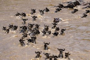 Die Maasai Mara enttäuscht nie! © Johnny Krüger