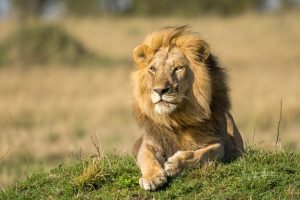Die Maasai Mara enttäuscht nie! © Johnny Krüger