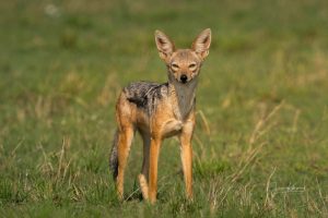 Die Maasai Mara enttäuscht nie! © Johnny Krüger