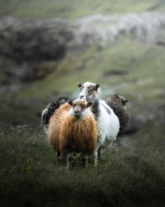 Unterwegs auf den Färöer © Maik Lipp
