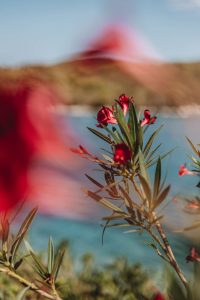 Die Farben des kroatischen Sommers © Maike Descher