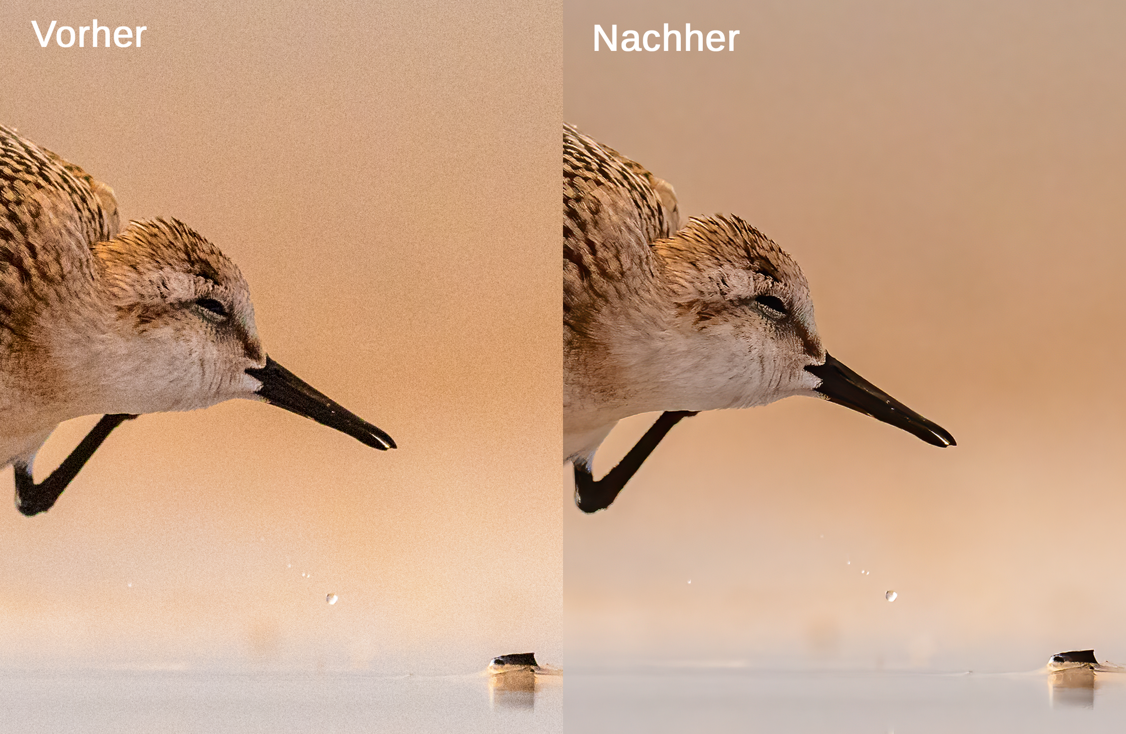 Wie fotografiere ich einen Sanderling? © Robert Sommer
