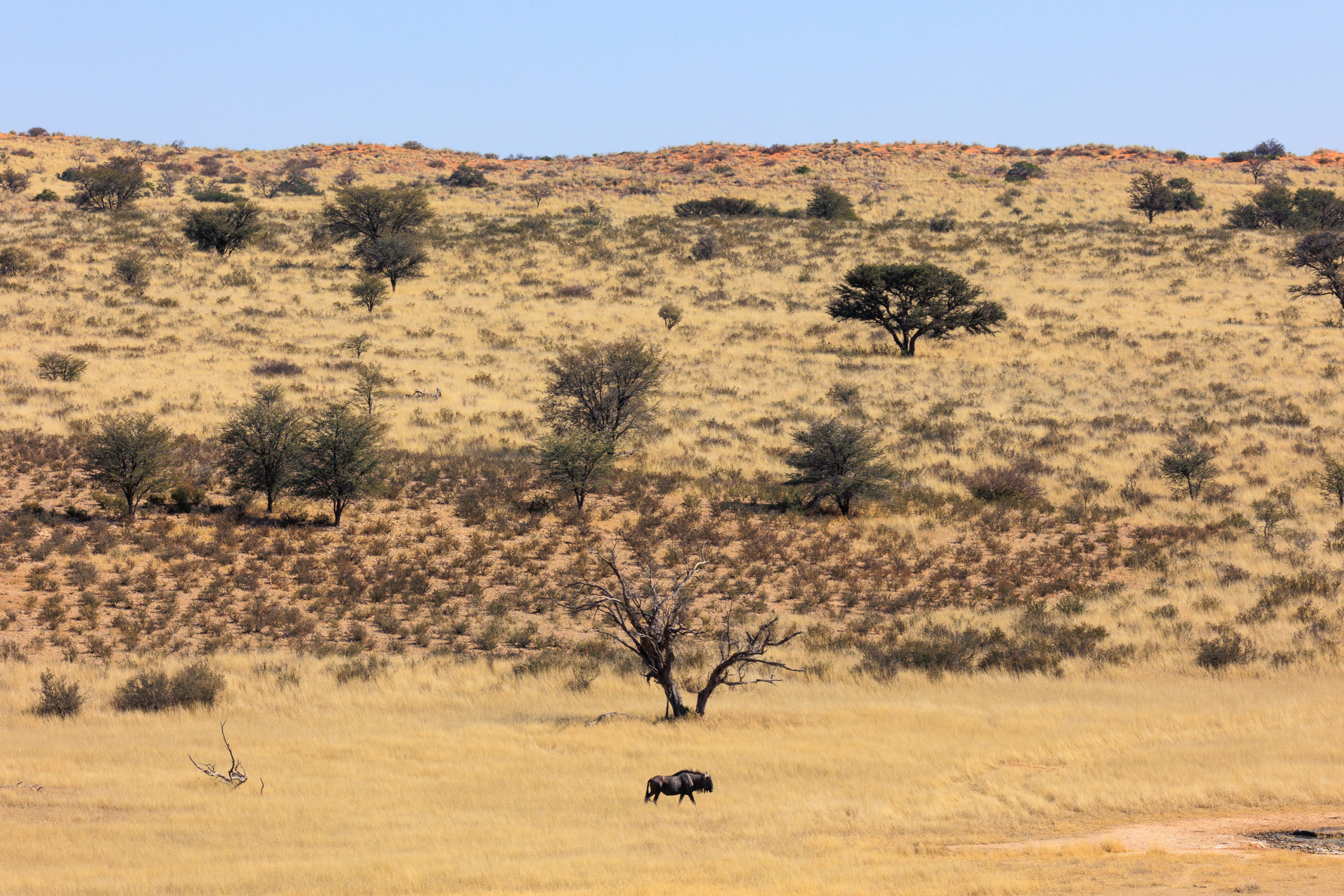 Fotografisches Kalahari © Kevin Winterhoff