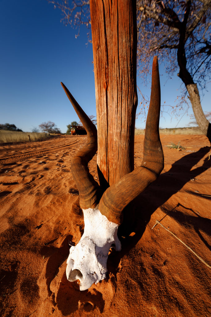 Auszeit in der Kalahari SIGMA BLOG