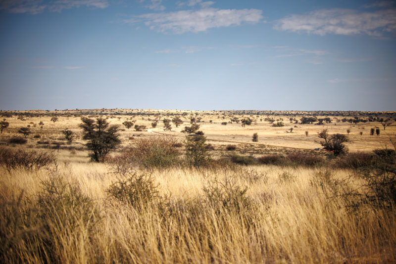 Fotografisches Kalahari © Kevin Winterhoff
