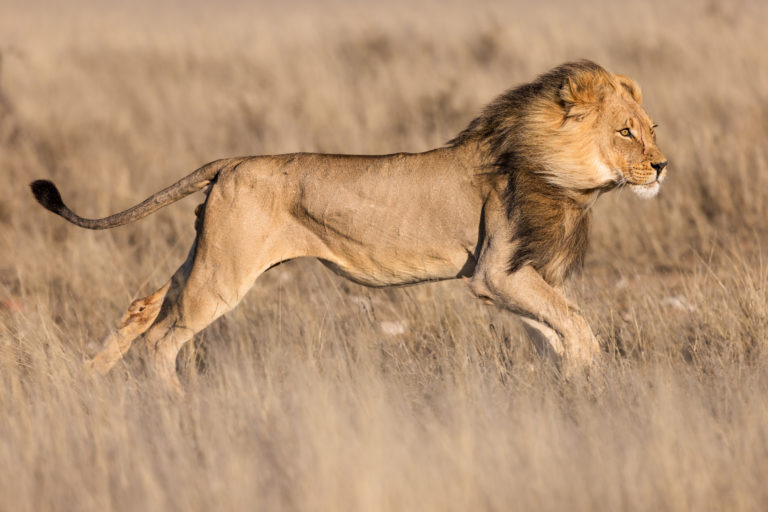 African Wildlife – Mehr als Big Five
