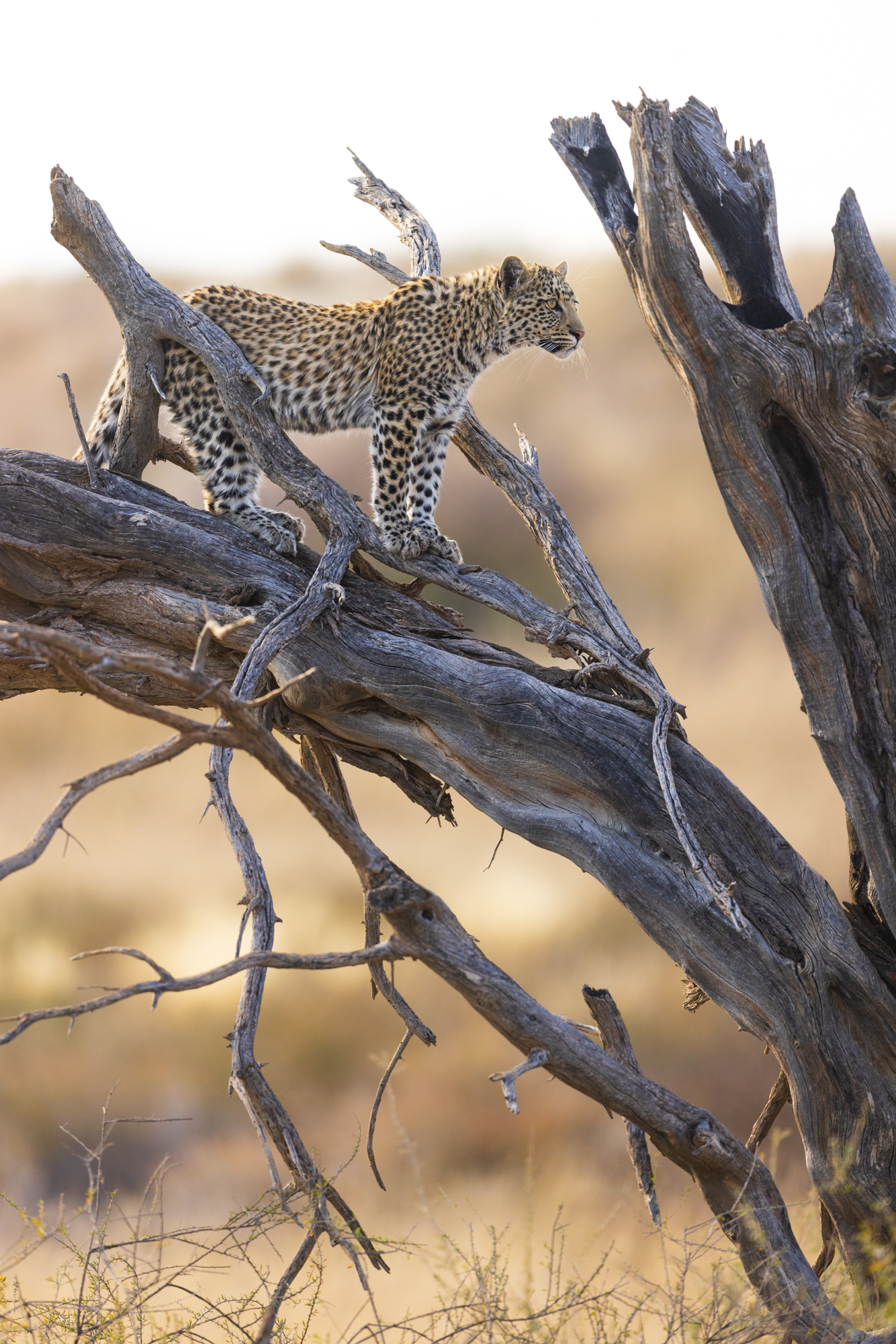 African Wildlife - Mehr als Big Five © Kevin Winterhoff