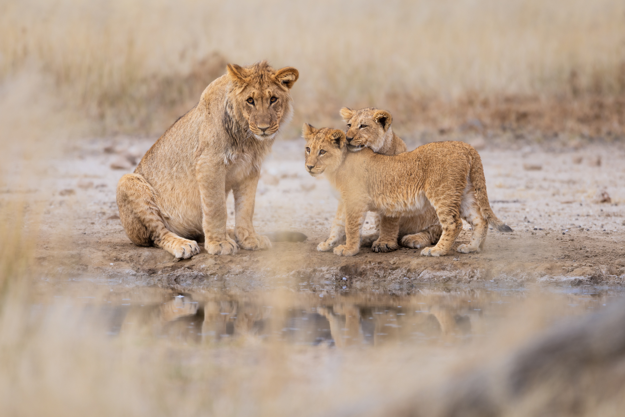 African Wildlife - Mehr als Big Five © Kevin Winterhoff