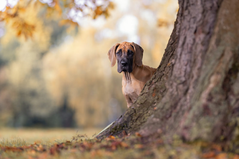 Hundefotografie © Regine Heuser