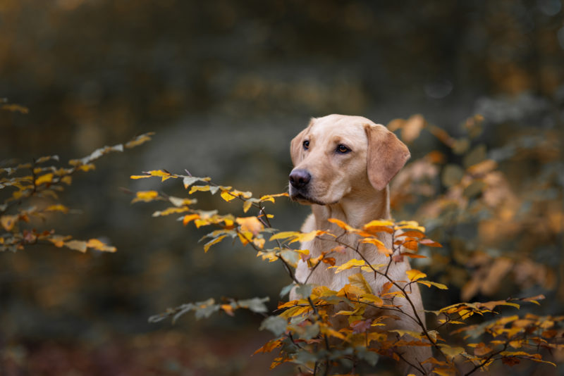 Hundefotografie © Regine Heuser