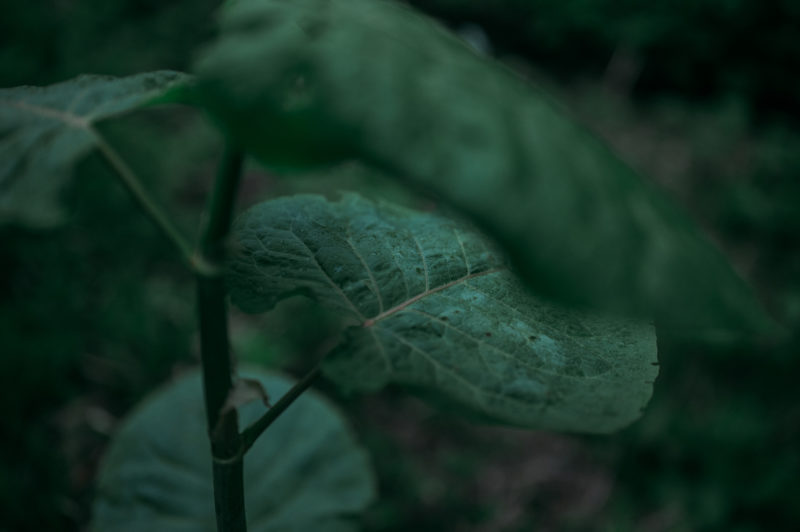 Die Faszination zwischen traditionellem Handwerk und der Schönheit des Landes © Yuichiro Fujishiro