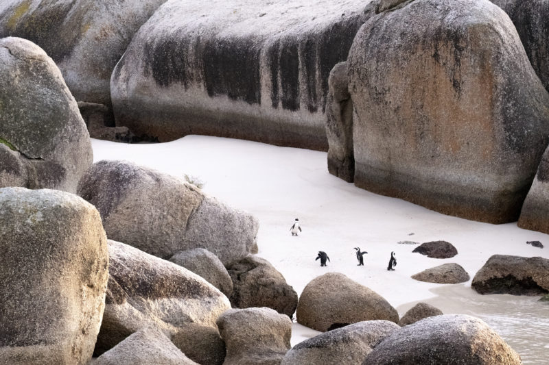 Das facettenreiche Afrika hautnah erleben dank Ultra-Tele-Zoom © William Steel