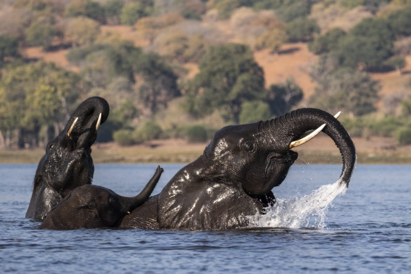 Das facettenreiche Afrika hautnah erleben dank Ultra-Tele-Zoom © William Steel