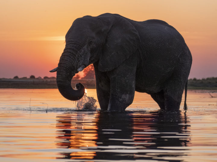 Das facettenreiche Afrika hautnah erleben dank Ultra-Tele-Zoom © William Steel