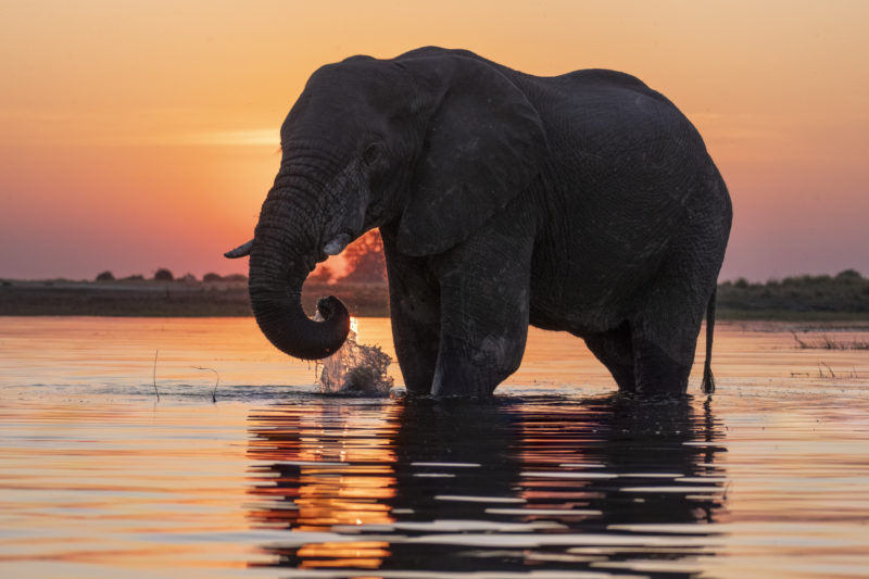 Das facettenreiche Afrika hautnah erleben dank Ultra-Tele-Zoom © William Steel