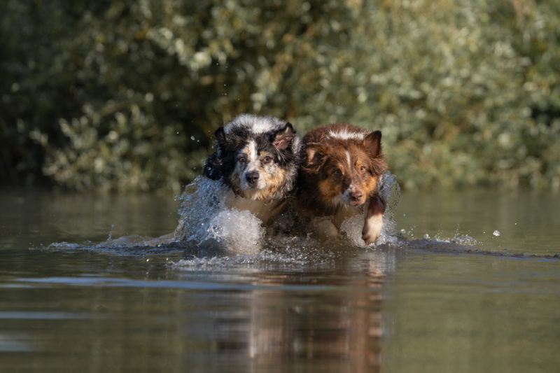 Hunde in Action © Regine Heuser