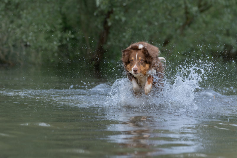 Hunde in Action © Regine Heuser