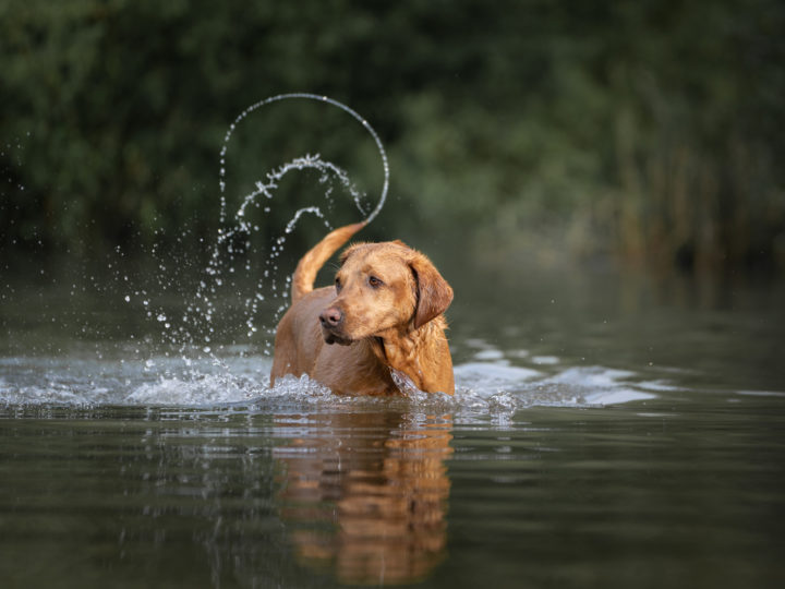 Hunde in Aktion