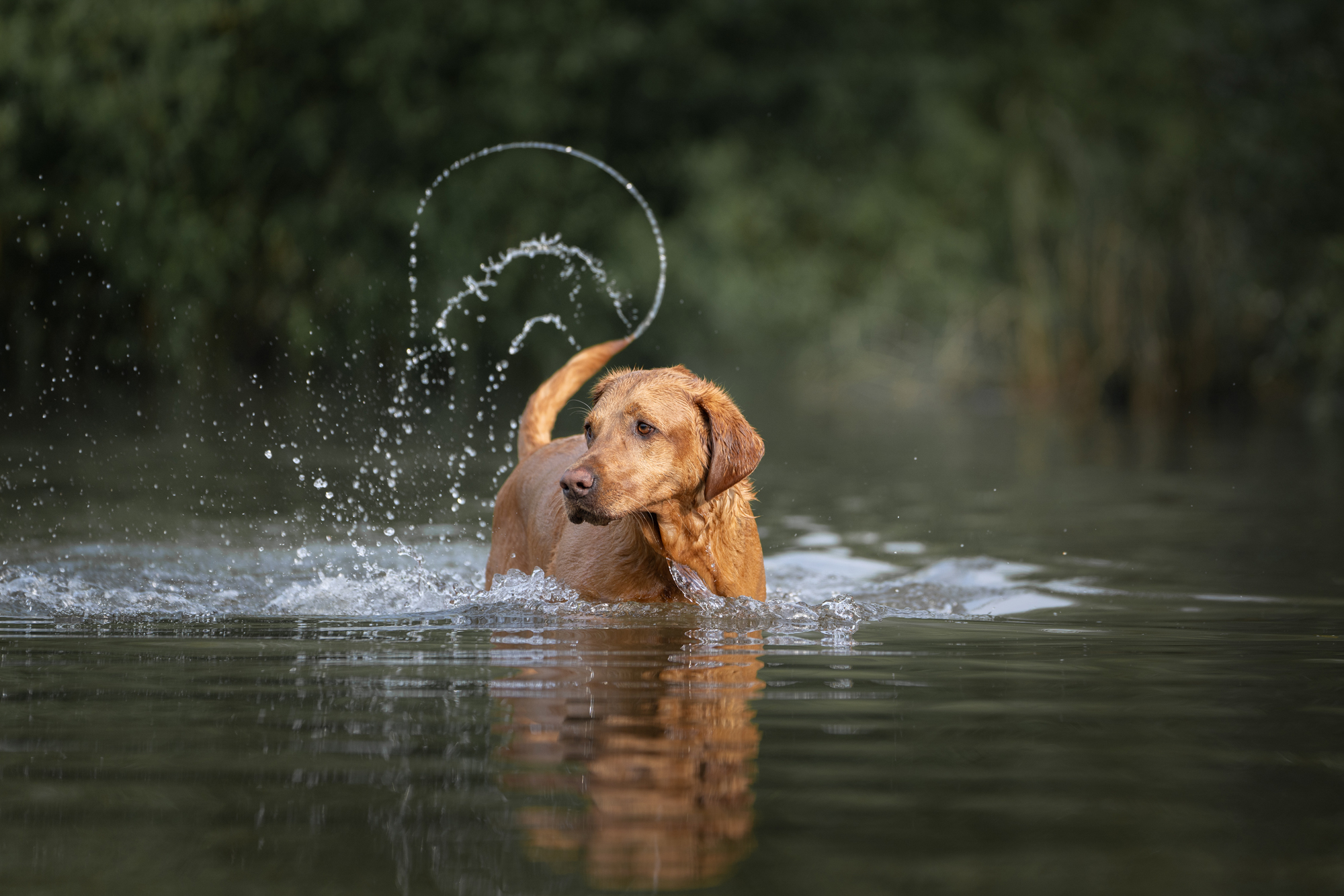 Hunde in Action © Regine Heuser