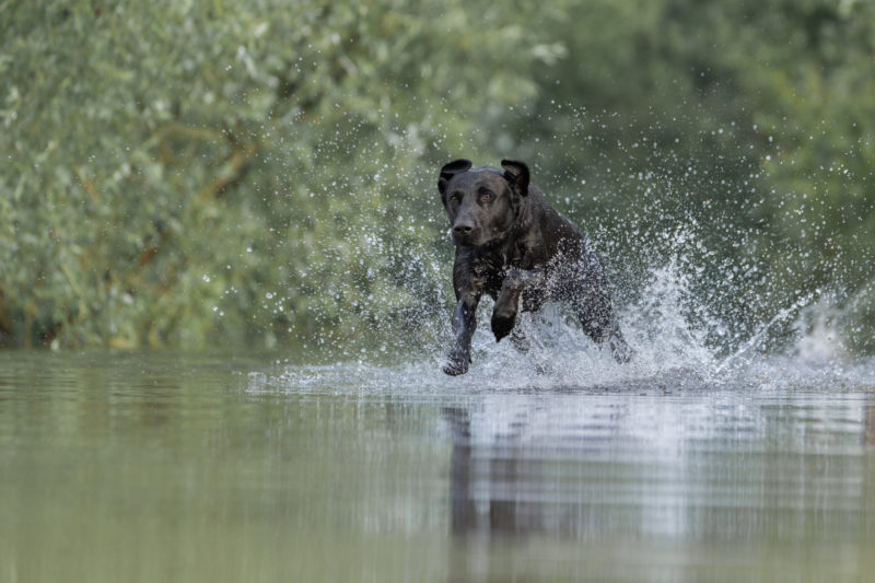 Hunde in Action © Regine Heuser