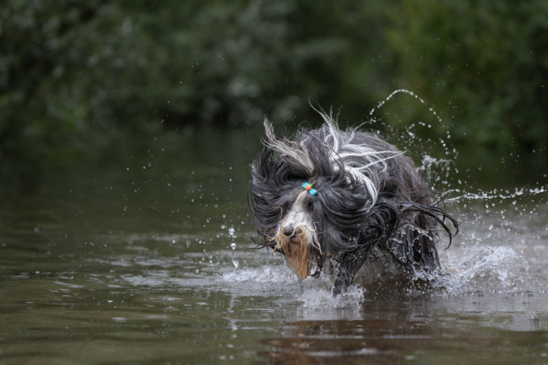 Hunde in Action © Regine Heuser