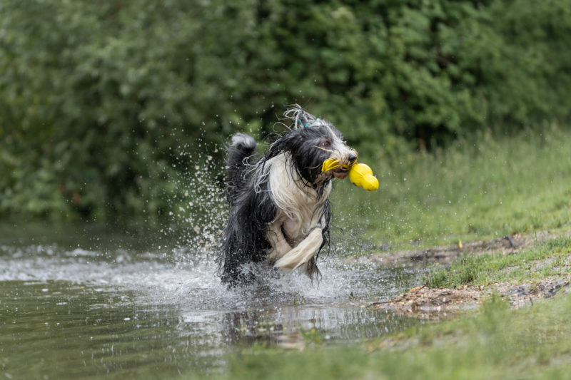 Hunde in Action © Regine Heuser