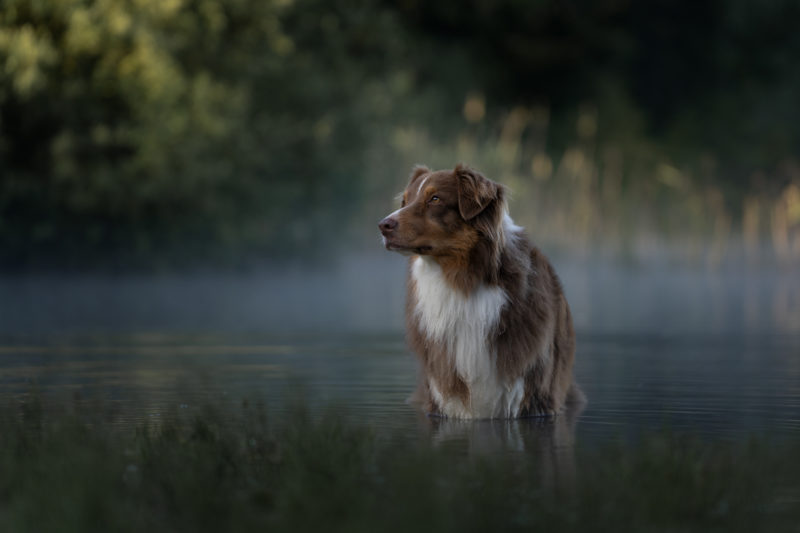 Hunde in Action © Regine Heuser