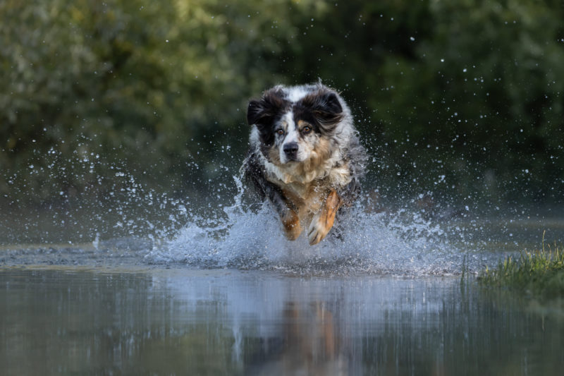 Hunde in Action © Regine Heuser