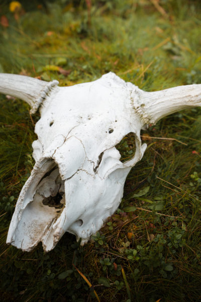 Unterwegs in der Wildnis Lapplands © Sebastian Mittermeier