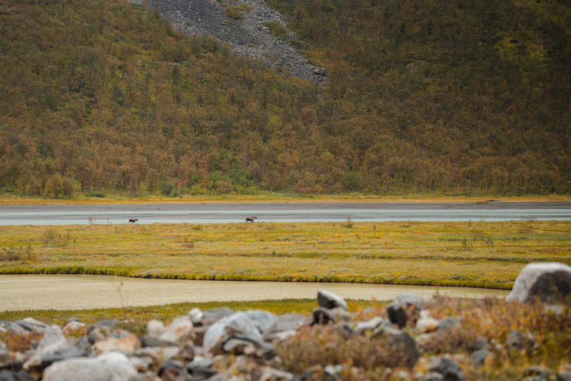 Unterwegs in der Wildnis Lapplands © Sebastian Mittermeier