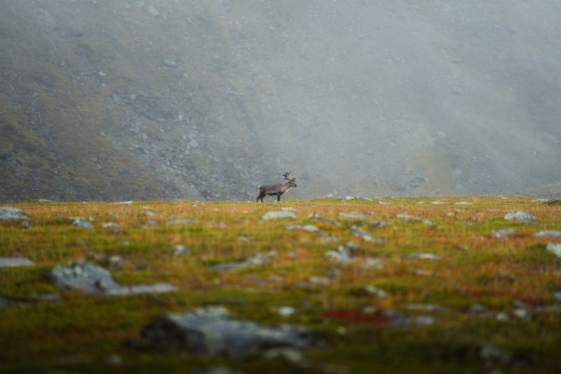 Unterwegs in der Wildnis Lapplands © Sebastian Mittermeier