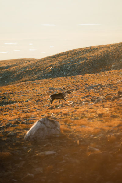 Unterwegs in der Wildnis Lapplands © Sebastian Mittermeier