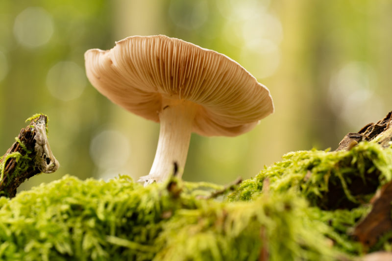 Fototipps für den Herbst – Teil 1: Details im Wald © Harald Bauer