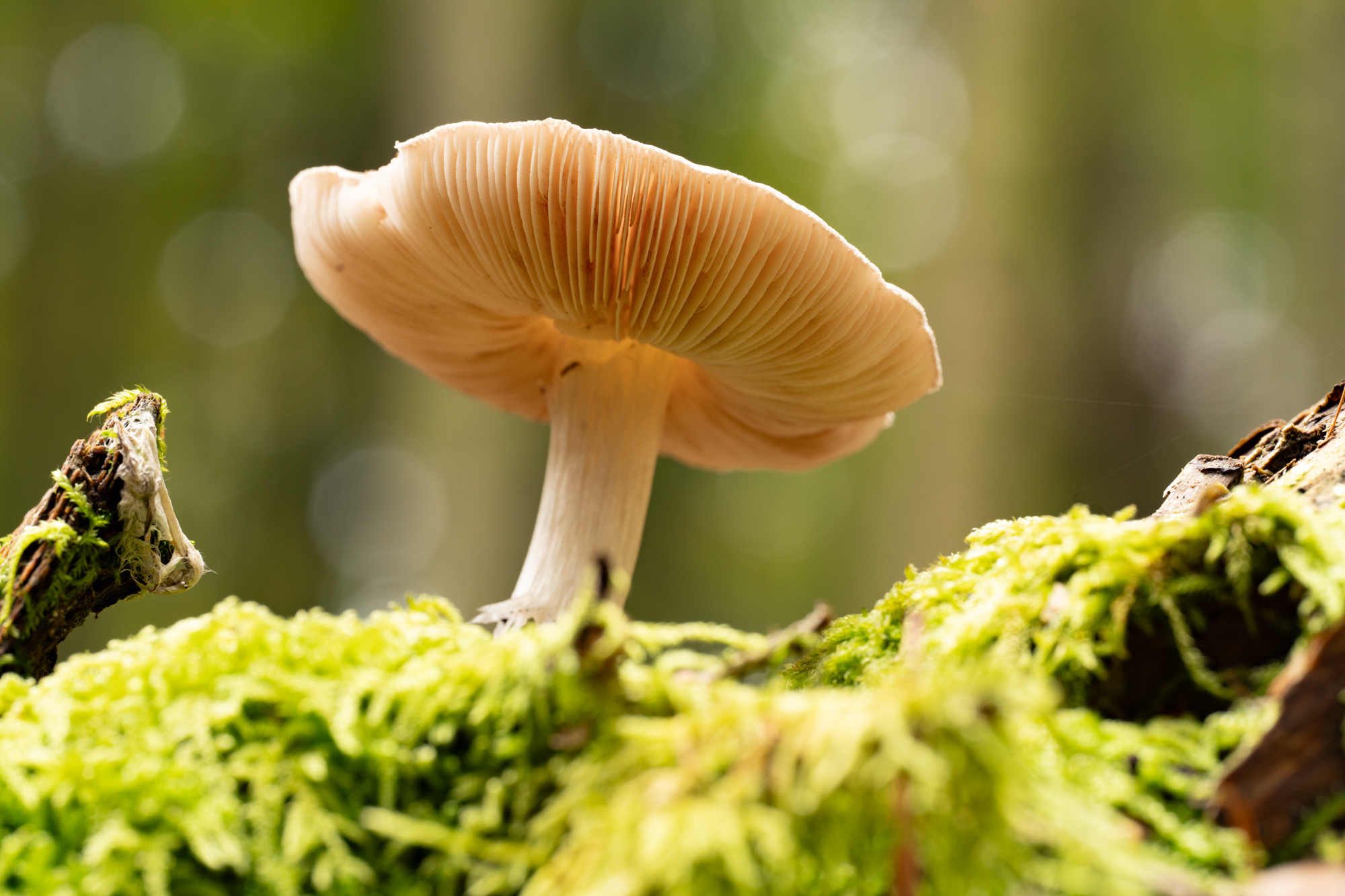 Fototipps für den Herbst – Teil 1: Details im Wald © Harald Bauer